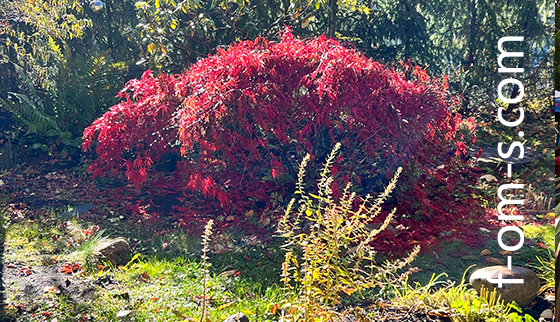 roter-baum
